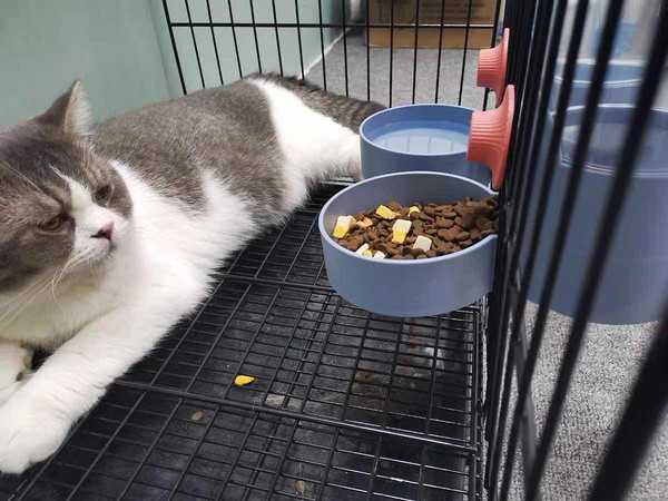 宠物猫咪食物喝水盆