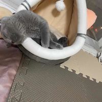 宠物猫睡觉窝