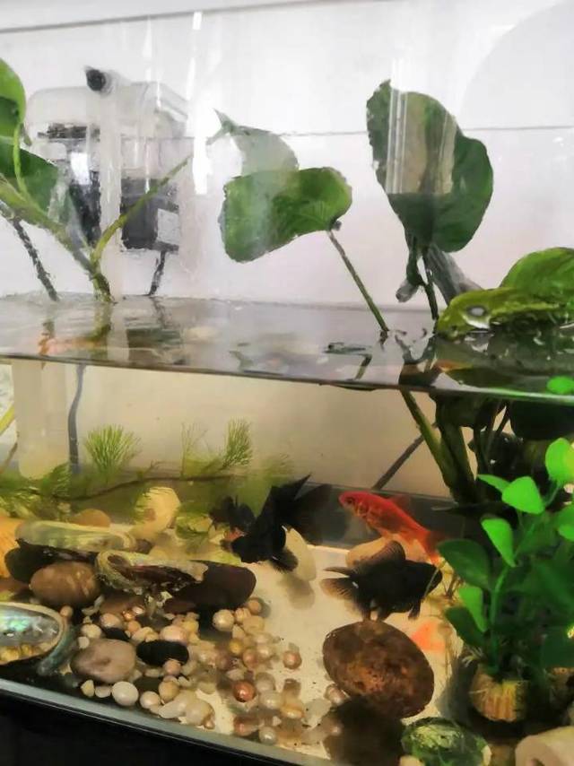 鱼缸