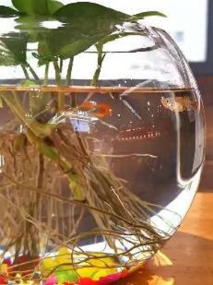 鱼麒麟鱼缸