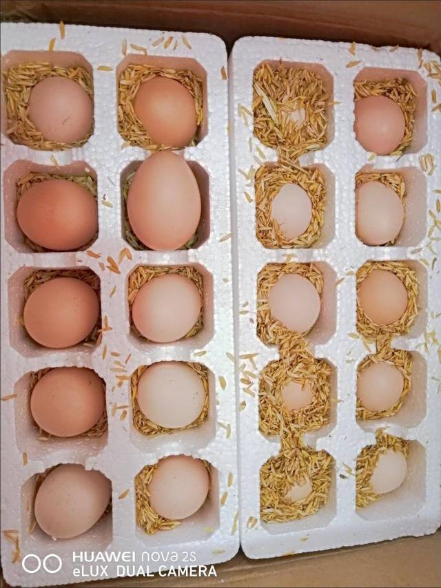 鸡蛋