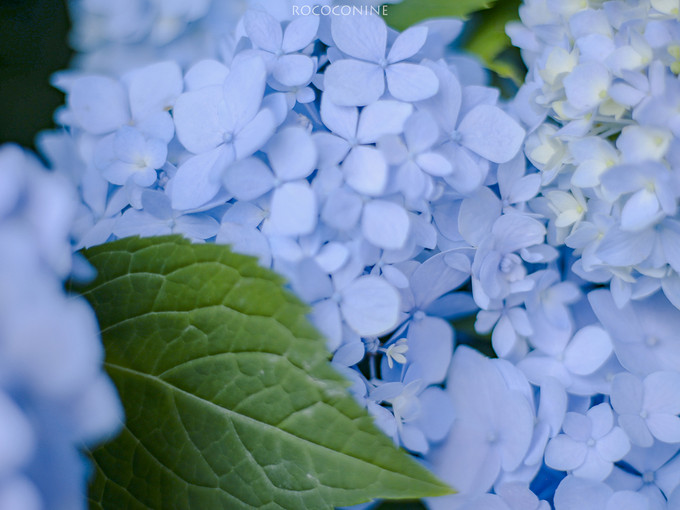 虹越鲜花