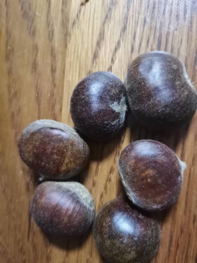 巧奶奶南北干货