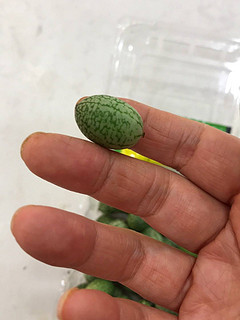 拇指西瓜