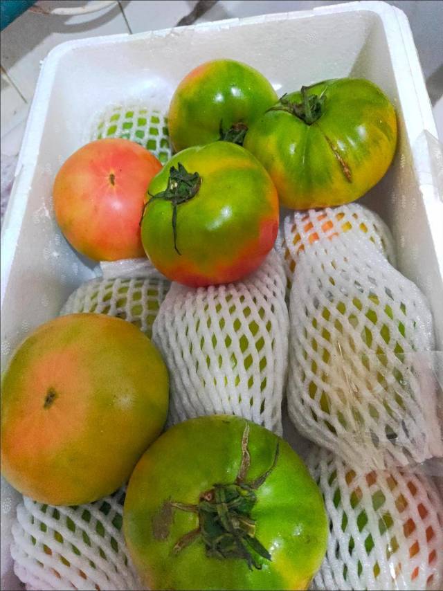 铁皮西红柿