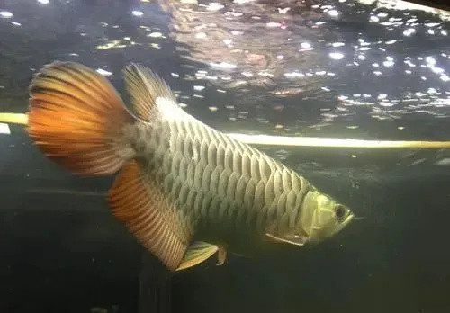 水族入门必知｜观赏鱼容易患得多种疾病