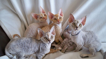 猫咪品种科普｜喵界大火的“精灵猫”是什么猫