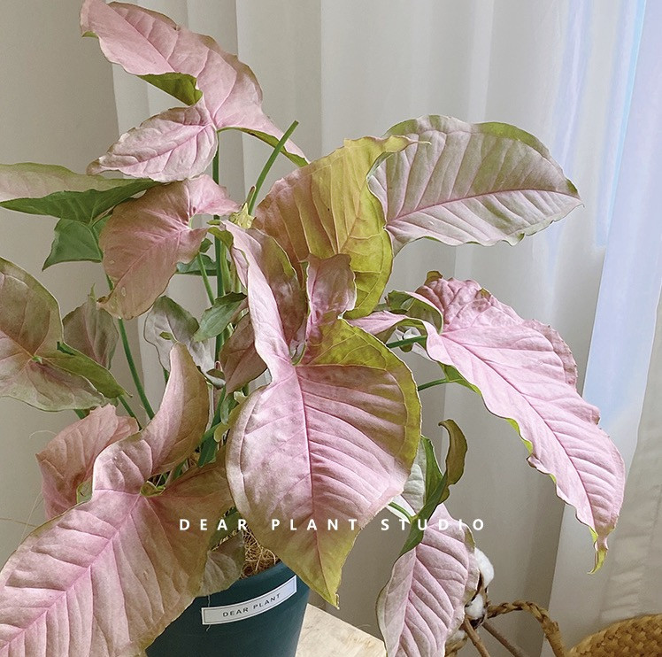 选对卧室植物,营造天然“氧吧”,附省心养护指南~