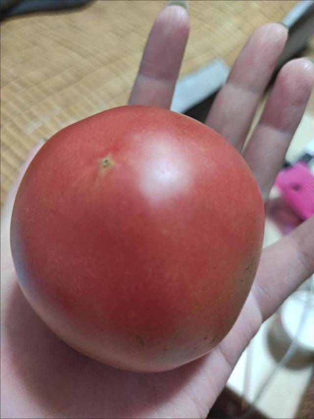 西红柿