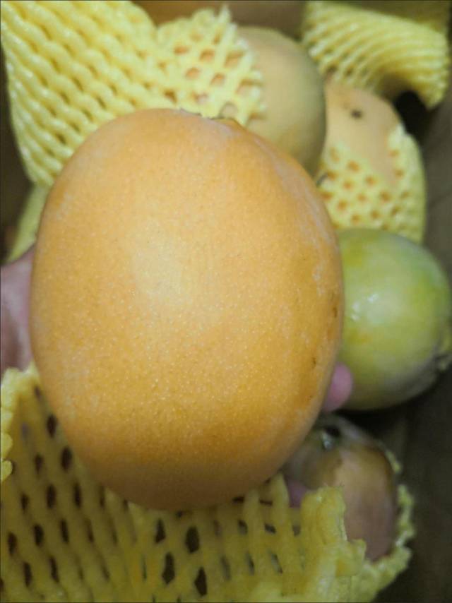 贵妃芒