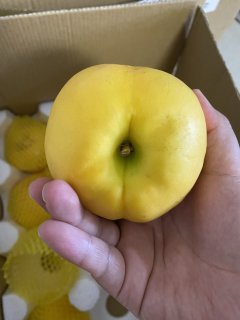 吃过最好吃的黄金油桃，关键还便宜！