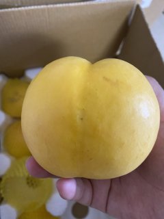 吃过最好吃的黄金油桃，关键还便宜！