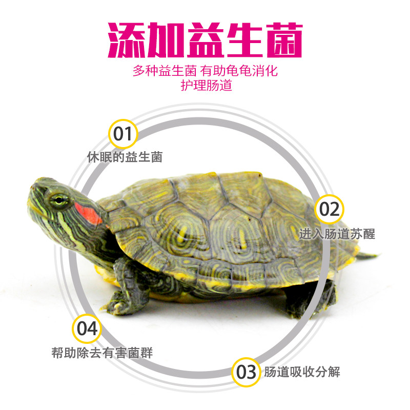 适合新手喂养的水族宠物分析及养龟装备推荐。