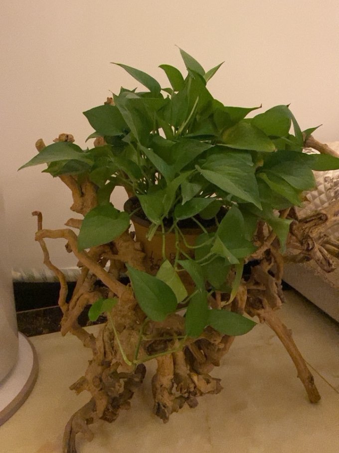 品盛盆栽