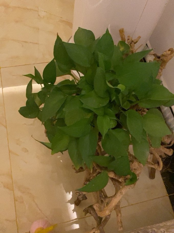 品盛盆栽