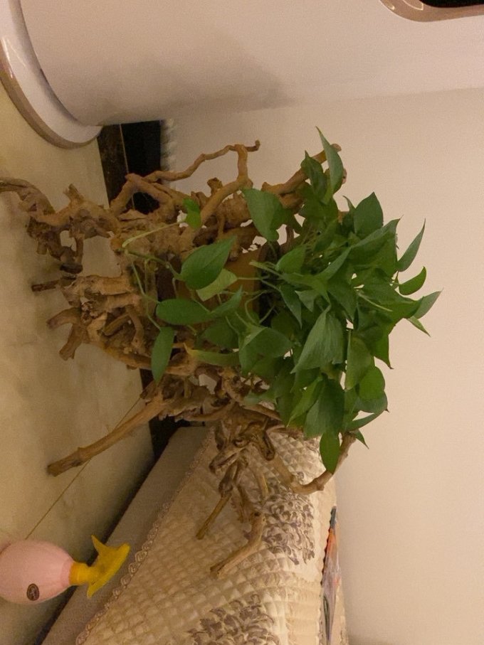 品盛盆栽