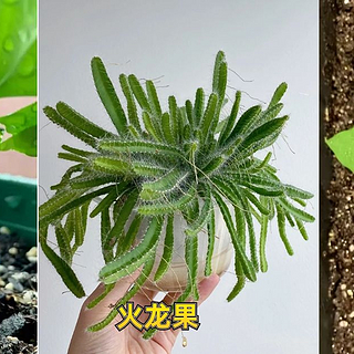 这5种水果核吃完别扔，挖个坑埋点土，1个月0成本变漂亮盆栽！