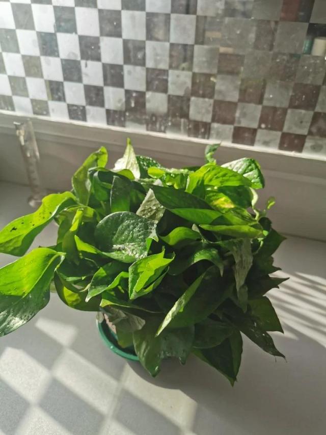 花盆有点儿小，其他都挺好的。