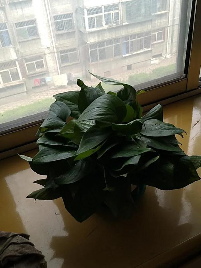 绿油油的添加家里的氛围还不错