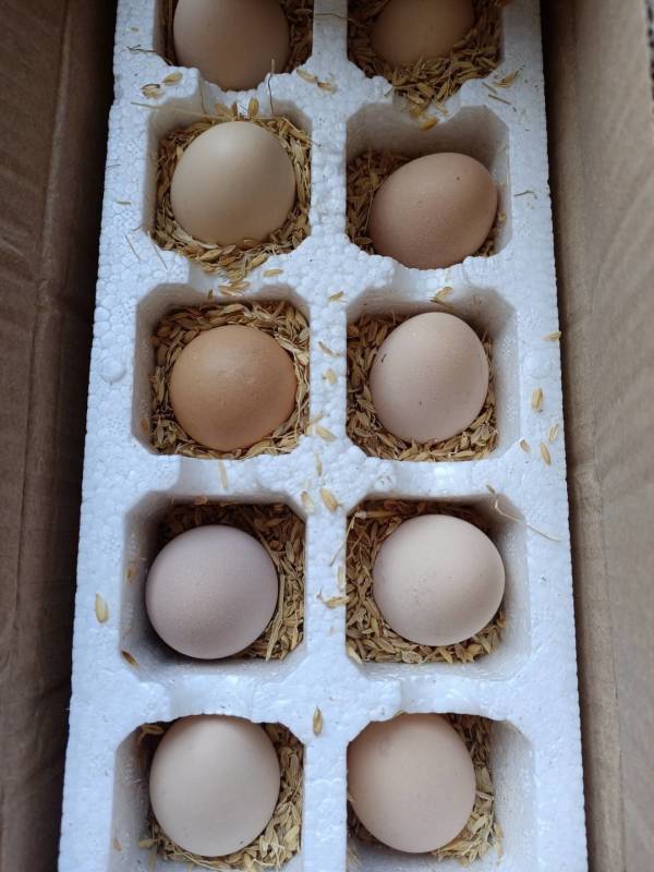 白荡里土鸡蛋单枚3040g10枚