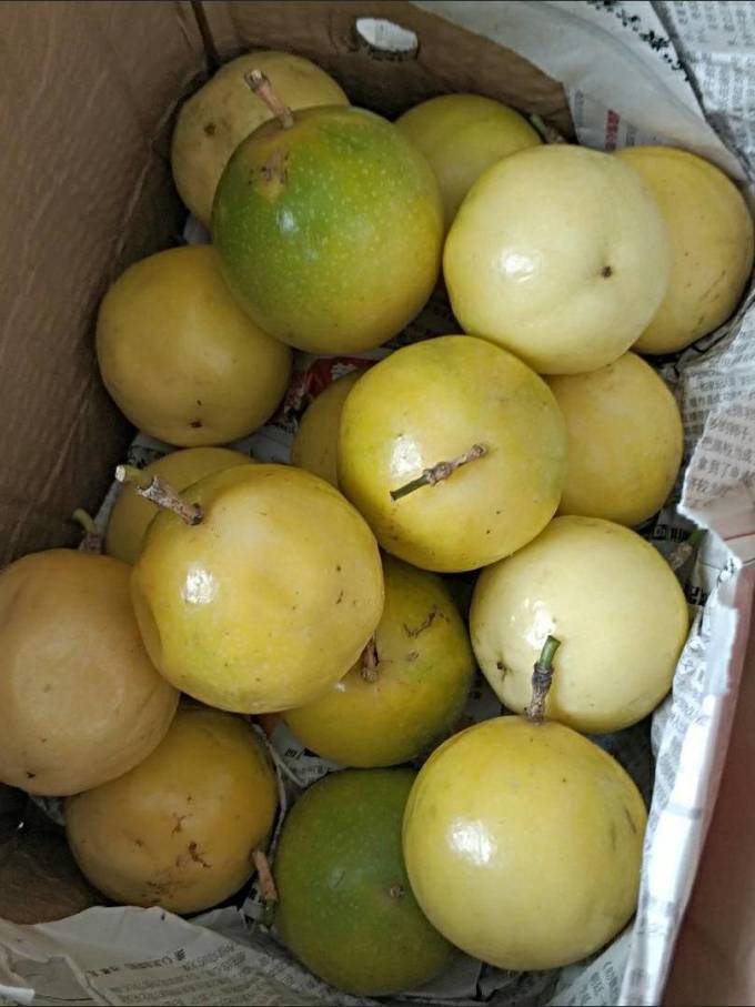 恋如初新鲜水果