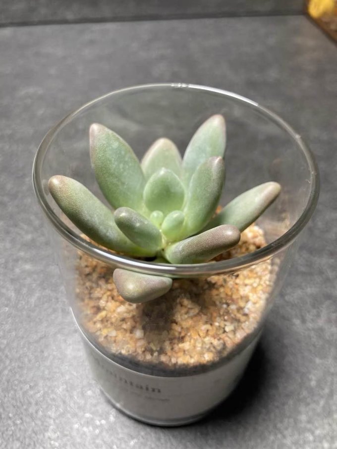 鲜花绿植