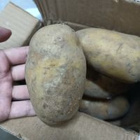 软糯可口的土豆，个头均匀味道还赞！