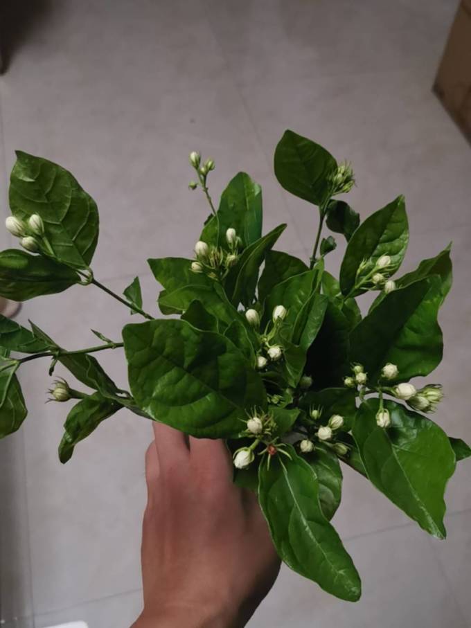 花点时间鲜花绿植