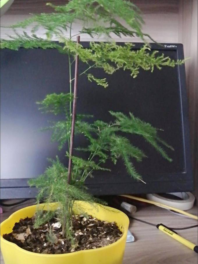 萌肉居盆栽