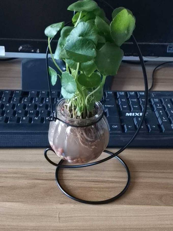 若绿盆栽