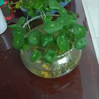 盆栽