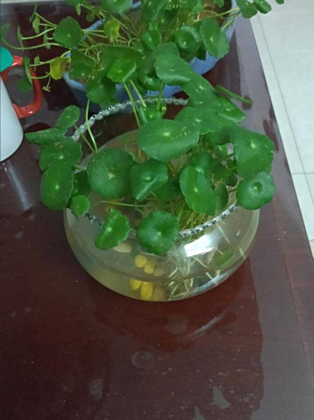 盆栽