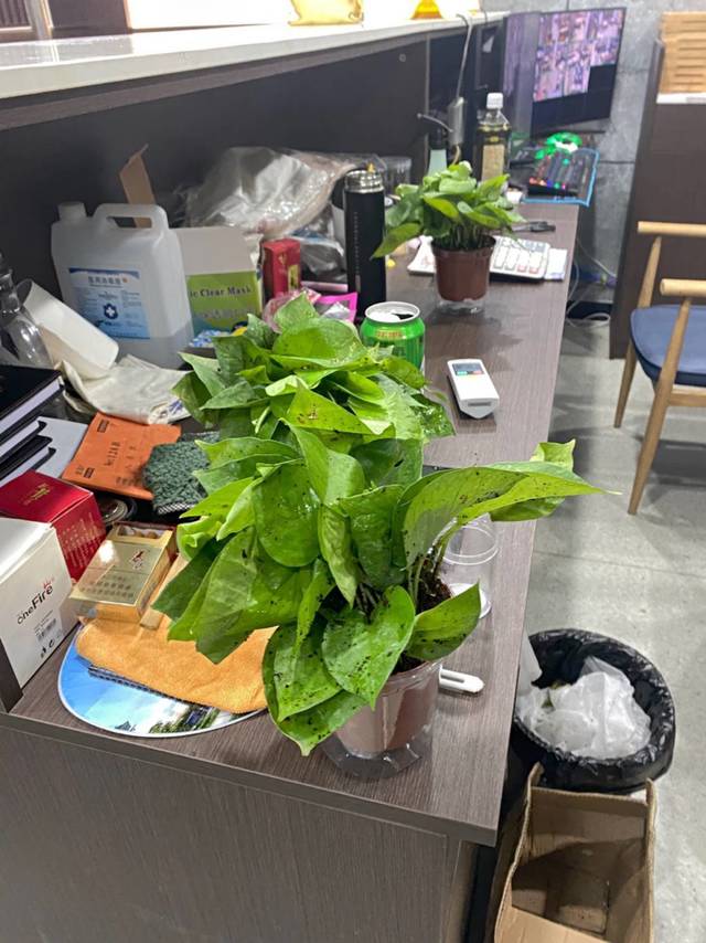 盆栽