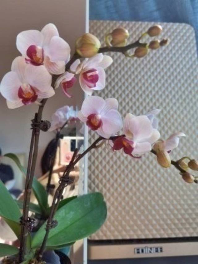 蝴蝶兰盆栽