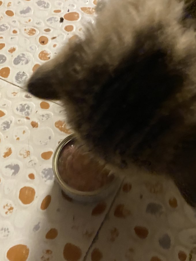 猫粮