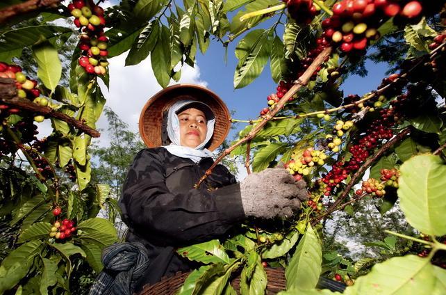 雀巢欲投资1.32亿美元 在越南建设全球最大咖啡生产工厂