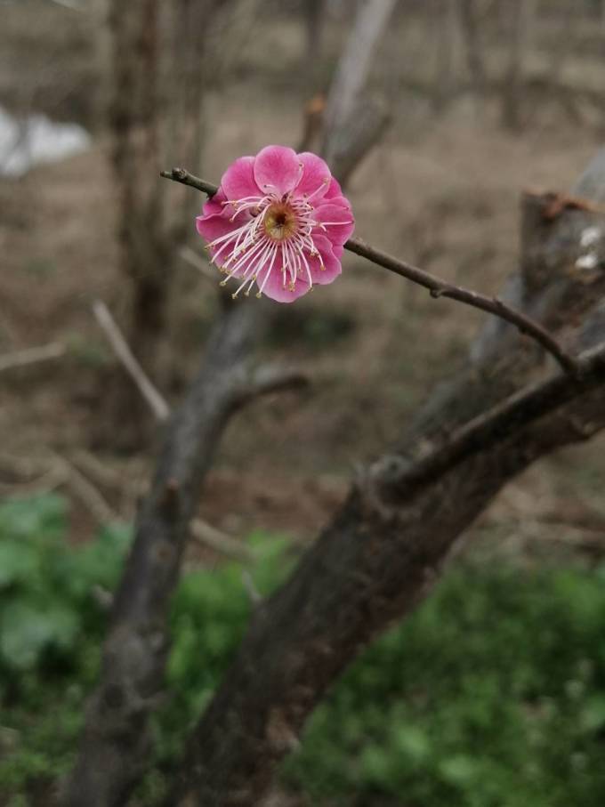 荣耀其他智能手机