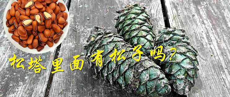 15元买了3个松塔,剥完之后,终于明白松子为什么还是买着吃更香_松子_什么值得买