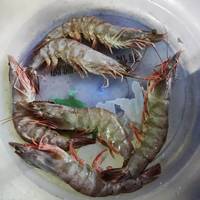 个大鲜美的黑虎虾