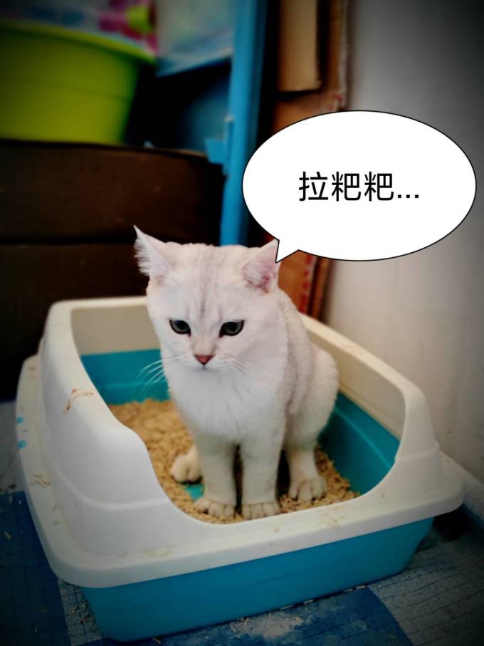 倔强的尾巴猫砂