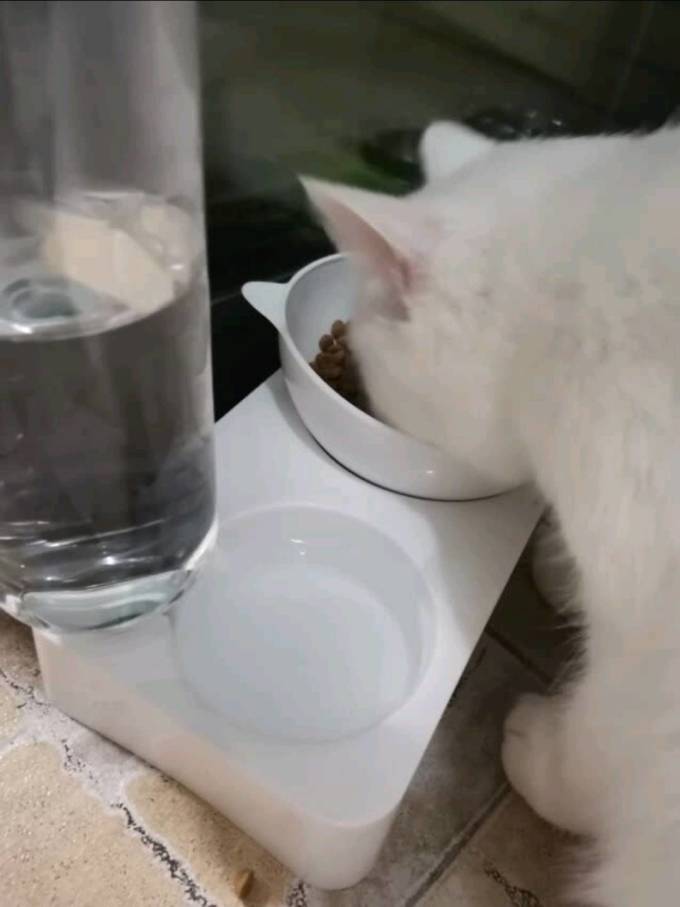 宠物食具水具