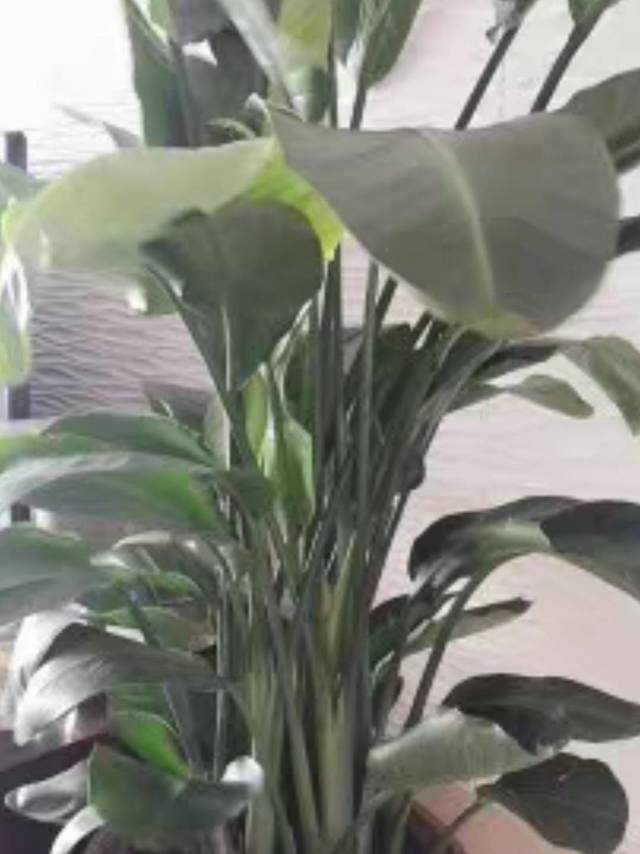 客厅绿植天堂鸟大型盆栽