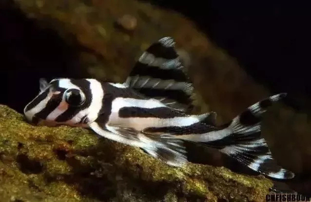 新手养鱼篇|南美原生缸里可以养什么鱼?