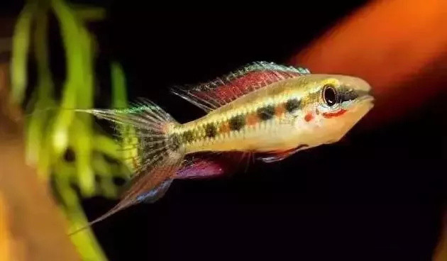 新手养鱼篇|南美原生缸里可以养什么鱼?