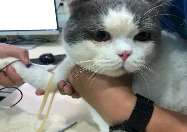 猫咪知识科普｜猫咪体检究竟检个啥？