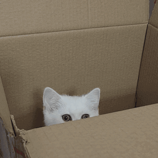 养三只猫是一种怎样的体验？过来人的养猫（劝退）指南！
