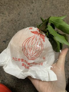 粑粑柑，深得我心