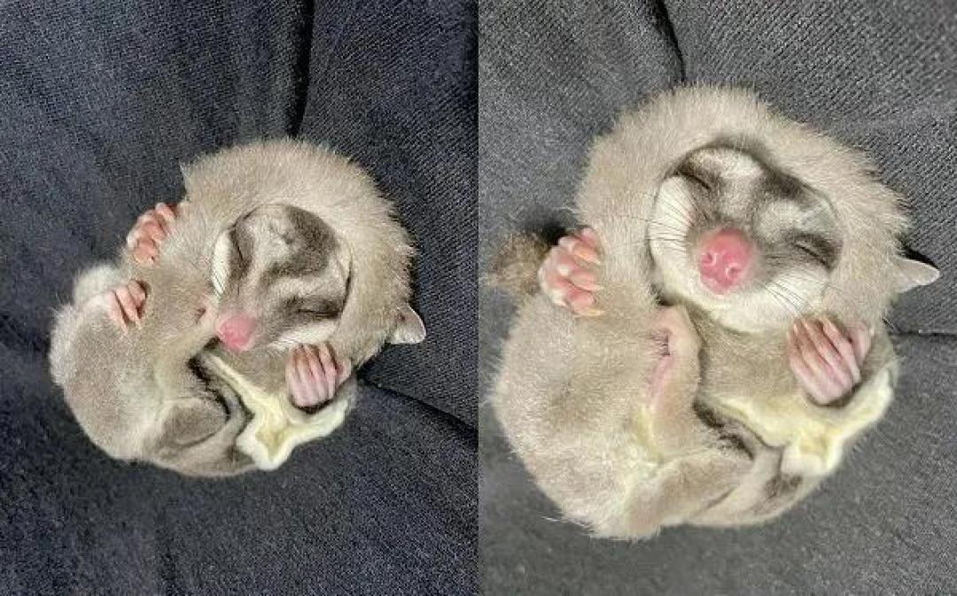 宠物圈异宠蜜袋鼯让老子再飞一会