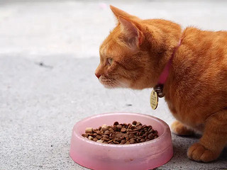 全肉制作给主子爱吃的高性价比猫粮