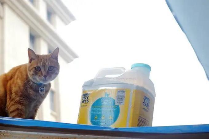 泰迪猫砂